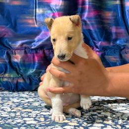 Squirt (Plank) - Sable merle and white male Collie puppy in Dickson, Tennessee from Ceilidh Collies