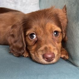 Gretchen - Chocolate female Dachshund puppy in Krum, Texas from Tired Chef Dachshunds