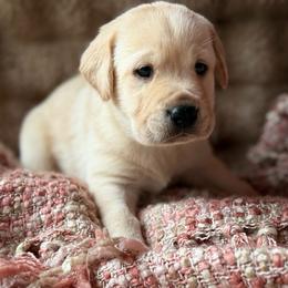 Lark - Yellow female Labrador Retriever puppy in Sweet Home, Oregon from Knotty Creek Labradors