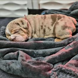 Girl 2 red collar - Chocolate tri-color female Bulldog puppy in Lewisberry, Pennsylvania from Salted Rim Corgis