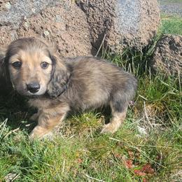 Puppy 3 darker shaded cream - Cream male Dachshund puppy in Klamath Falls, Oregon from Luvindoxys4u