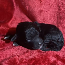 Hot Pink - Black female Poodle puppy in Macon, Georgia from Mystic Mini Poodles