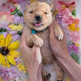 Puppy 1 - Golden male Golden Retriever puppy in San Tan Valley, Arizona from Top Gun Golden Retrievers