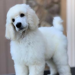 Poodle Puppies from Stone Run Standard Poodles