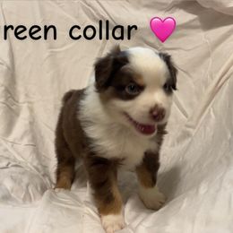 Green - Red tri female Miniature Australian Shepherd puppy in Colbert, Georgia from Terri's Mini Aussies