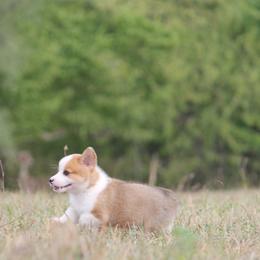 Pembroke Welsh Corgi Puppies from Willow Creek Corgis