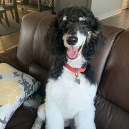 Charlotte - Bernedoodle