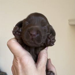 Carl - Chocolate male Dachshund puppy in Steele, Alabama from Taylored Dachshunds