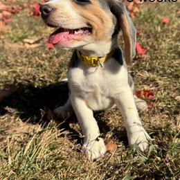 Kiwi - Blue tan and white female Beagle puppy in Rogersville, Missouri from Hales Little Beagle Haven