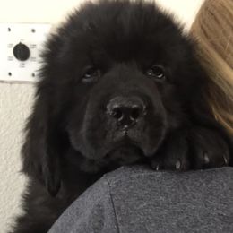 Newfoundland Puppies from Bookcliff newfies