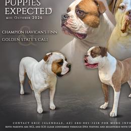 American Bulldog Puppies from Havicans American Bulldogs