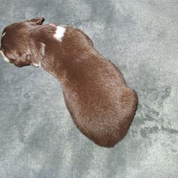 TBD - Red tri-color female Australian Shepherd puppy in Luther, Michigan from Pine River Australian Shepherds