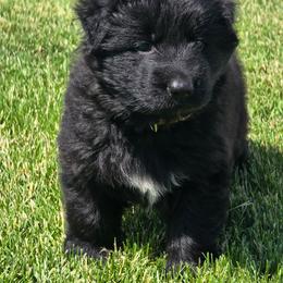 Brown Collar - Black male German Shepherd puppy in Sumner, Iowa from Vom Wilke Kennels