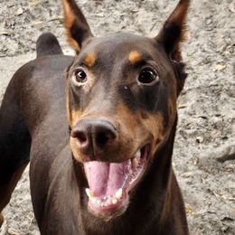 Emmy - Doberman Pinscher puppy from Providence Dobermans
