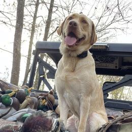Labrador Retrievers from Perfect Storm Kennels
