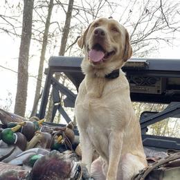 Labrador Retrievers from Perfect Storm Kennels