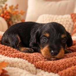 Harvest - Black and tan male Cavapoo puppy in Floyd, Virginia from Hearts and Paws Poodles and Doodles