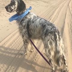 English Setters from Violet Hill English Setters