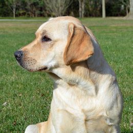 Willow - Labrador Retriever