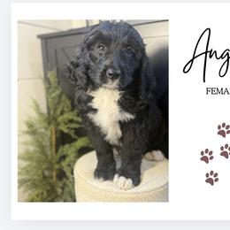 Angel - Black and white female Bernedoodle puppy in Bellevue, Iowa from Blended Acres & Kennels