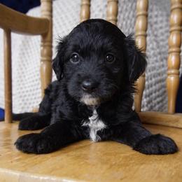 Bogie - Black and white male Aussiedoodle puppy in Davie, Florida from Miami Mini Doodles