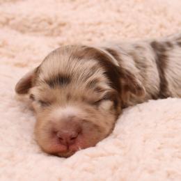 Jelly Belly - Chocolate brindle male Havapoo puppy in Hendersonville, North Carolina from Grayfinn House
