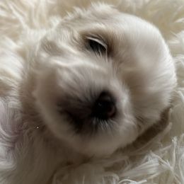 Shih Tzus from Karen's Shih Tzus