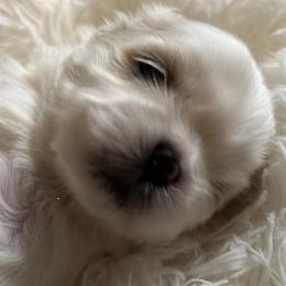 Shih Tzus from Karen's Shih Tzus