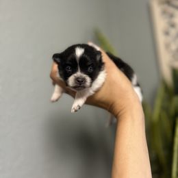 Pomeranian Puppies from Vargas Boyz Kennel