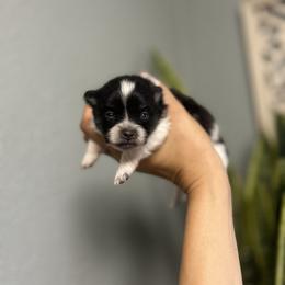 Pomeranian Puppies from Vargas Boyz Kennel