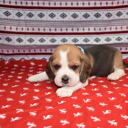 Blue collar Female - Black tan and white female Beagle puppy in Fontana, California from JLB Beagles & MBT