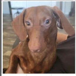 KATIE - Dachshund