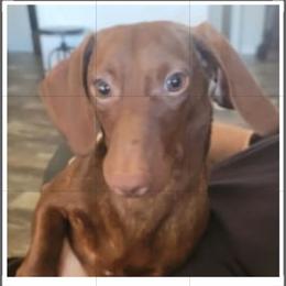 KATIE - Dachshund