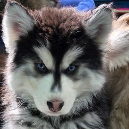 Phineas - Black and white male Siberian Husky puppy in East Tawas, Michigan from BurnsBerg's Woolies
