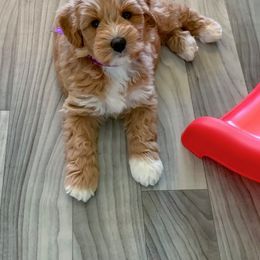 Australian Labradoodle Puppies from Integrity Labradoodles