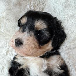 Aura Sazon - Black and silver female Miniature Schnauzer puppy in Auburn, Georgia from Very Special Mini Schnauzers