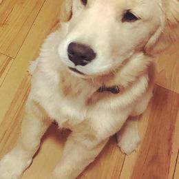 Golden Retrievers from Three River Gold Stars