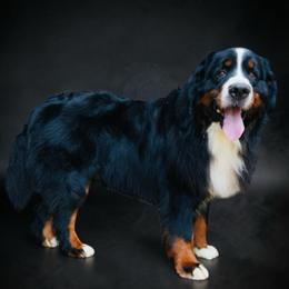 Bruno - Bernese Mountain Dog