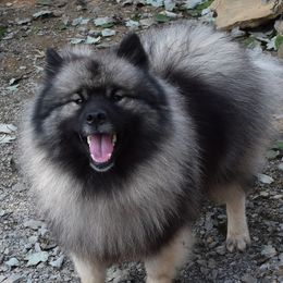 Kasti - Keeshond