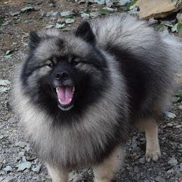 Kasti - Keeshond