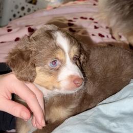 Mabel - female Toy Australian Shepherd puppy in College Station, Texas from South Paw Toy Aussies
