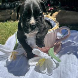 Boxer Puppies from Bellmont Boxers East TN