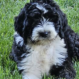 Licorice 5 weeks old - Black and white female Bernedoodle puppy in Portland, Oregon from NW Doodles