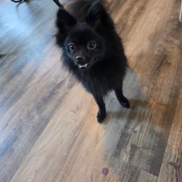Shadow - Black male Pomeranian puppy in Newport News, Virginia from Itty Bitty Poms
