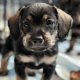 Companion Cross puppies from Sheri Lauritsen