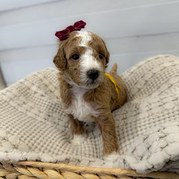 Goldendoodle and Poodle Puppies from Jade’s Paws & Co. Of Miami LLC