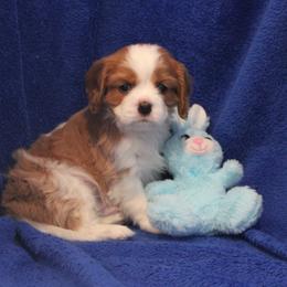 Red Girl  is a very nice puppy and extremely well bred - Blenheim male Cavalier King Charles Spaniel puppy in Mt. Ulla, North Carolina from Divine Cavaliers