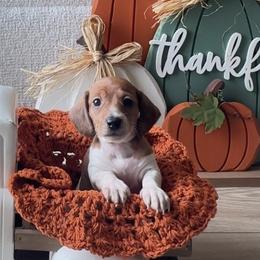 Scarlet - Piebald female Dachshund puppy in Kissimmee, Florida from Barkvenger Dachshunds