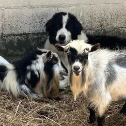 Tornjaks from Bear Cub Kennels