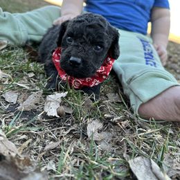 Cockapoo and Havapoo Puppies from Hofer Pups
